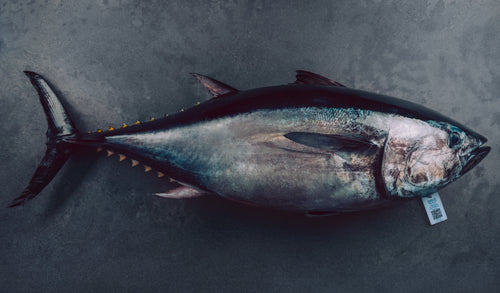 Atún Aleta Azul Bluefina