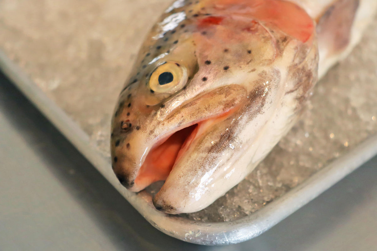 Trucha Salmonada Nemi Natura