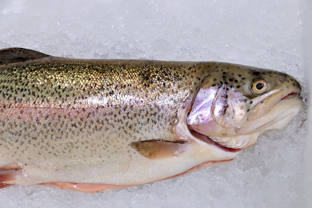 Trucha Salmonada Nemi Natura