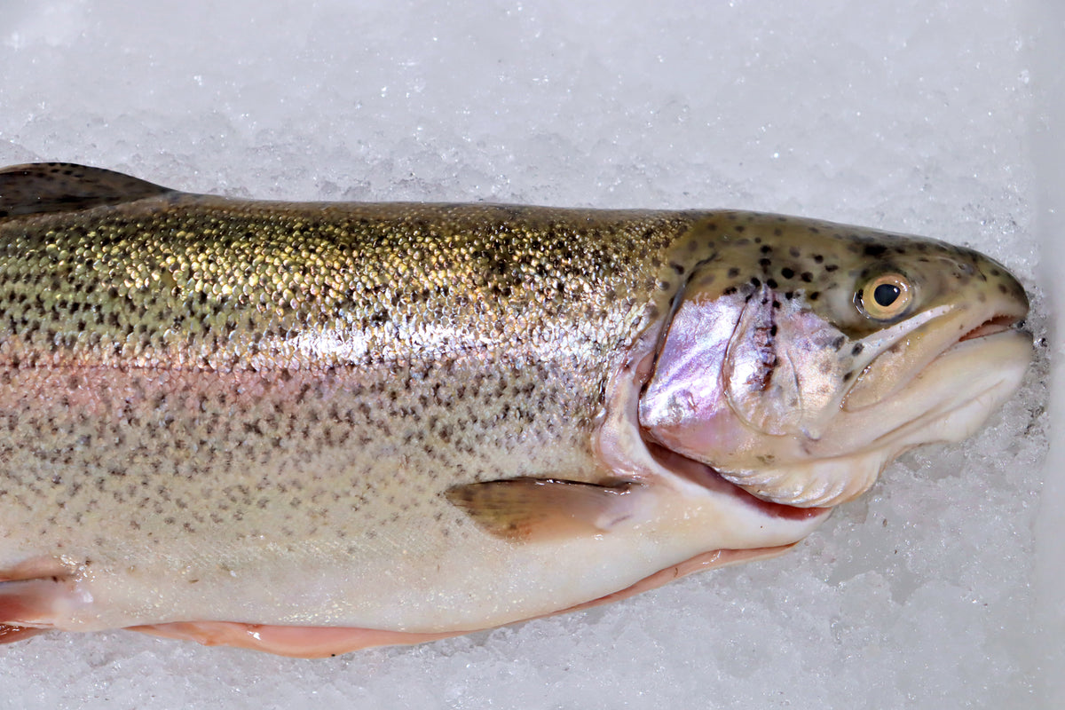 Trucha Salmonada Nemi Natura