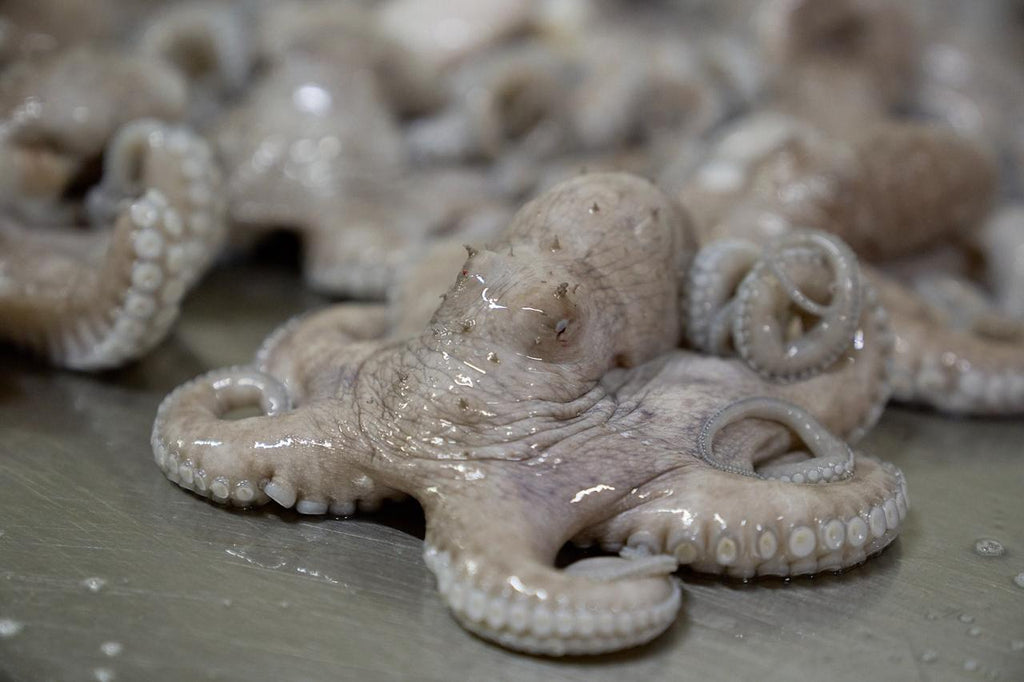Pulpo Maya 1/2 lb