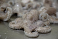 Pulpo Maya 1/2 lb