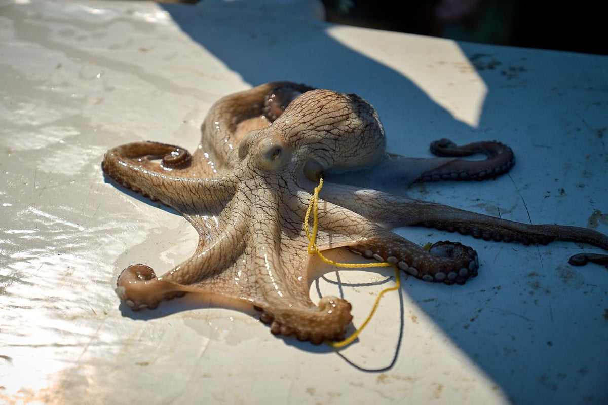 Pulpo Maya 1/2 lb