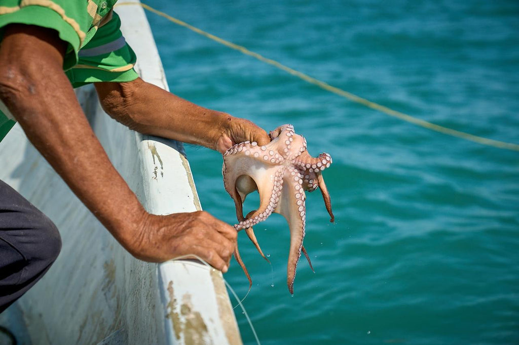 Pulpo Maya 1/2 lb