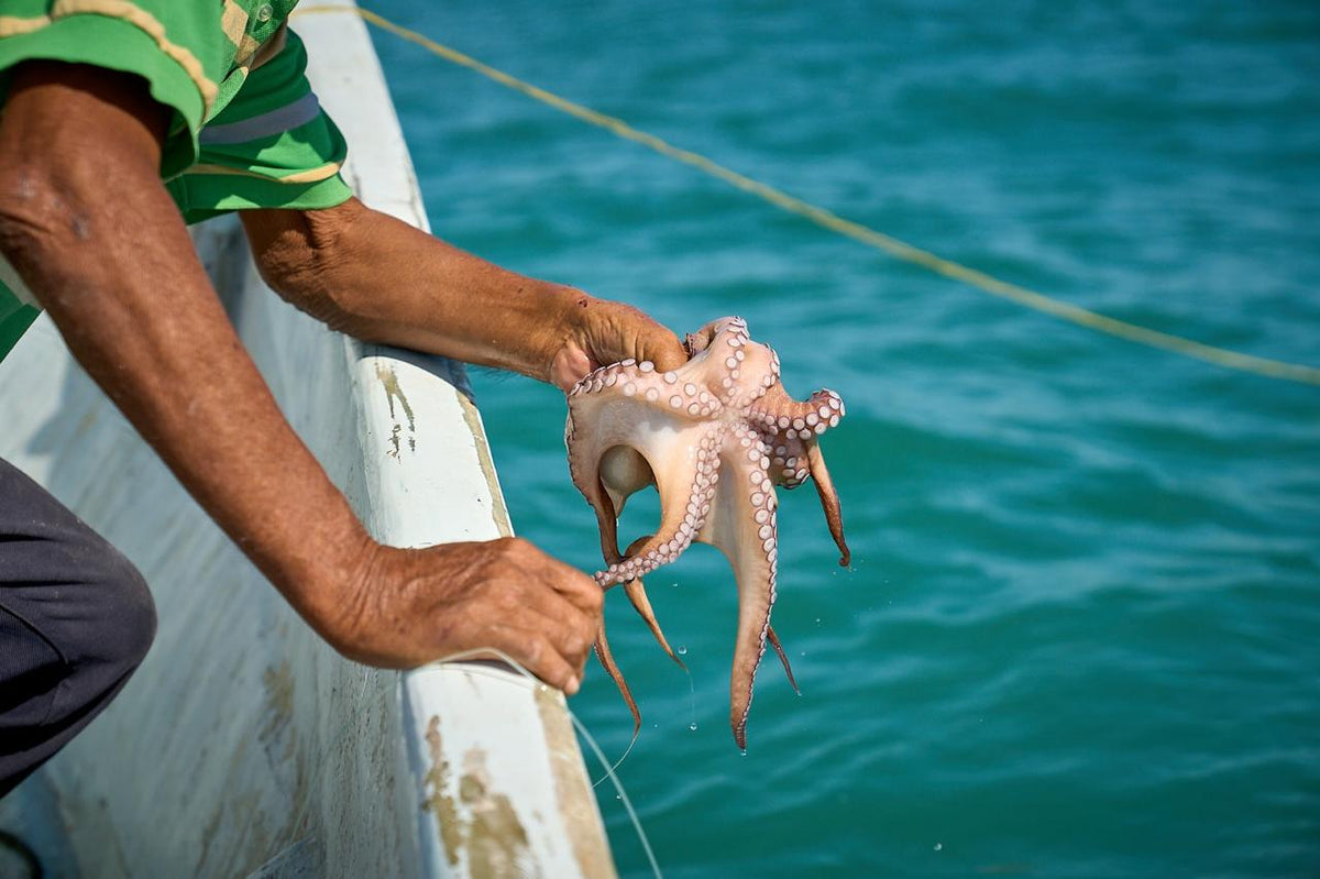 Pulpo Maya 1/2 lb